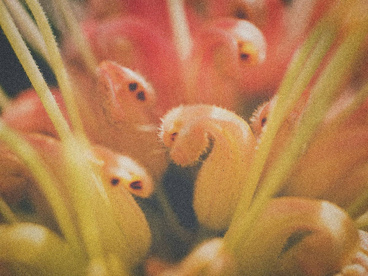 Indigenous Seasons: 'Spring'