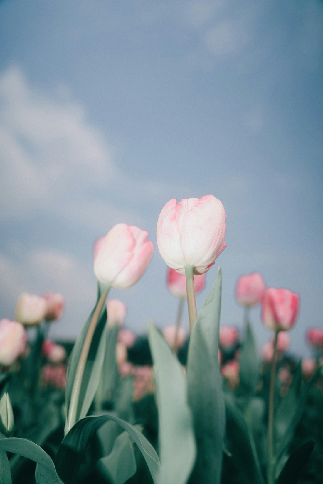 In Season: Spring