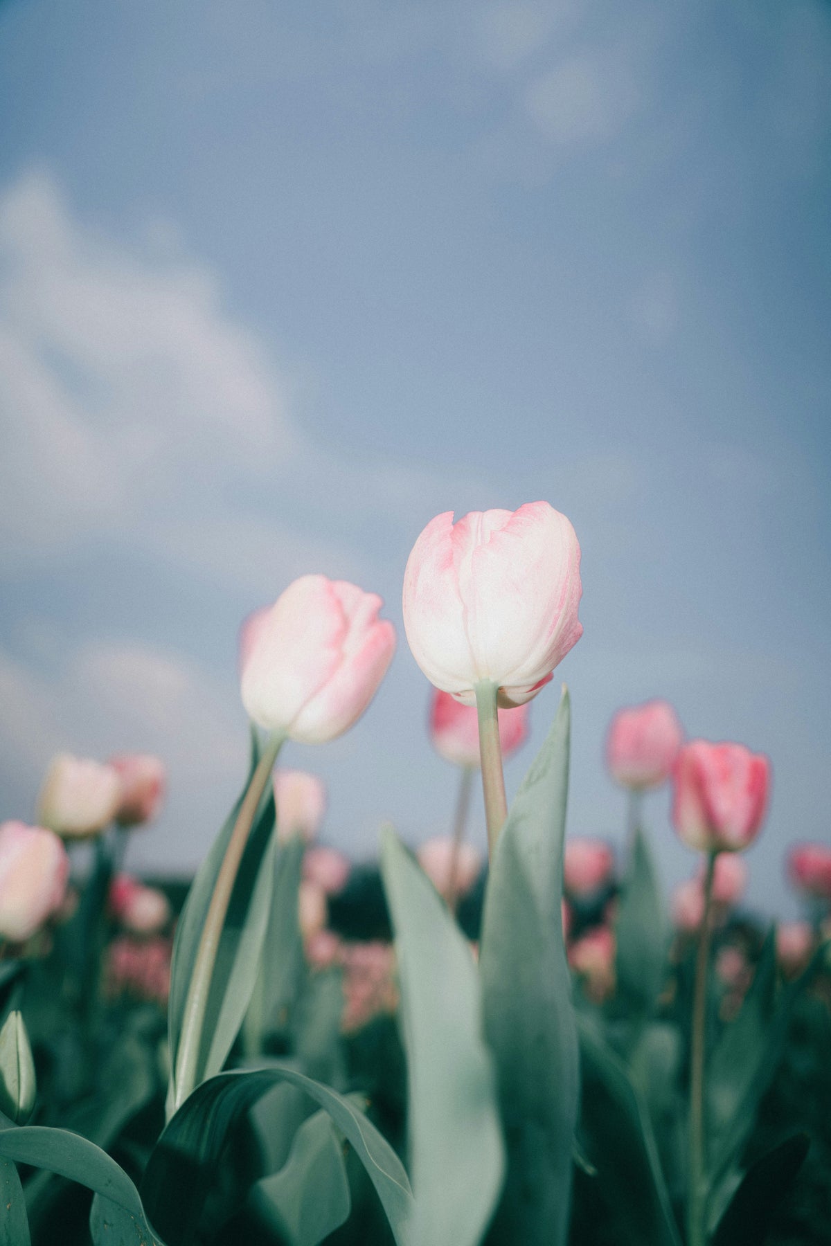 In Season: Spring